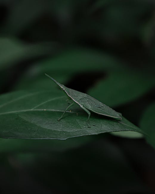 A close-up image of a green katydid insect perched on a smooth, dark green leaf with visible veins and a slightly wavy edge. The katydid has an elongated body, long thin antennae extending forward, an