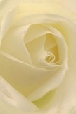 This immersive close-up draws you into the gentle heart of a cream-ivory rose, as though you're resting amid its soft folds on a quiet Wembley morning. Each petal unfurls in a delicate spiral, its texture feather-light and almost kissed with dew-much like you'd find after a night's rainfall in Brent River Park. Gentle, diffuse shadows accentuate the ivory layers, lending depth and quiet drama to the luminous bloom. The mood exudes serenity-the kind that accompanies meaningful moments, an expression of sympathy, or the celebration of a new chapter. For a local florist, this rose stands as the purest token of reverence and aspiration-ideal for conveying admiration or offering comfort in times of remembrance. Its understated, natural fragrance and perfectly arranged petals reflect the heart and artistry of Wembley's floral heritage. Even without sight, one can feel the gentle embrace of thoughtful craft, a testament to how flowers bring peace and meaning to life's most significant occasions across Wembley.